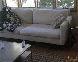 couch wtf GIF