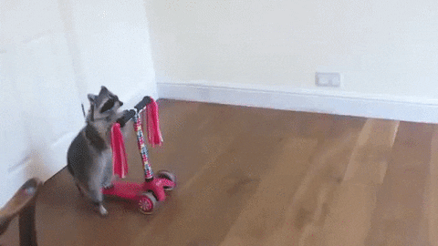 Scooter Raccoon GIF - Find & Share on GIPHY