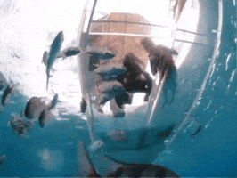 Transparent Boat Tours GIF