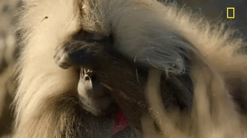200.gif?cid=fc005b082b7a98ecd6b02e0327b368c01c7a10ef70c5067c&rid=200.gif&ct=g