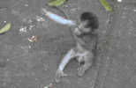 100.gif?cid=20e14a2ar8ewcx27eh3pycj0g88ct49gfhb4clov77oihjmt&rid=100.gif&ct=g