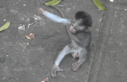 Wildlife gif. A monkey holds its arm out, and another monkey runs in for a hug.
