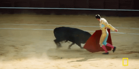 Bull Fighting GIF by National Geographic Channel