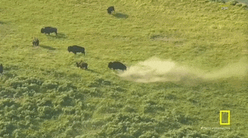 Bison Yellowstone GIF by National Geographic Channel