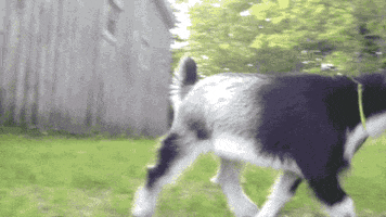 Cabras GIFs - Find & Share on GIPHY