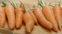 Carrots GIFs - Get the best GIF on GIPHY
