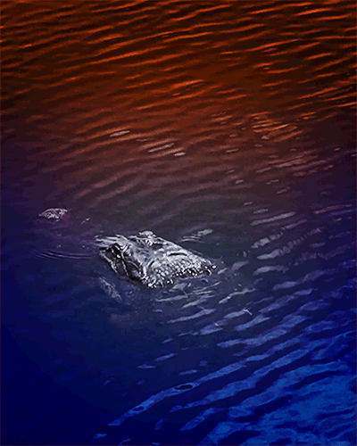 water alligator GIF by University of Florida
