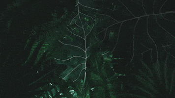 rochadomar GIF