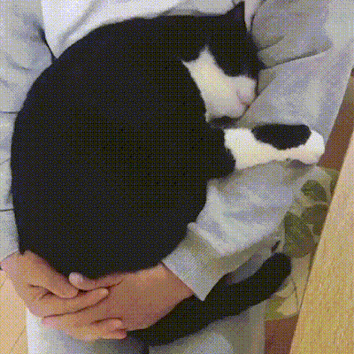 cat make GIF