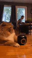Hungry Feed Me GIF by Storyful