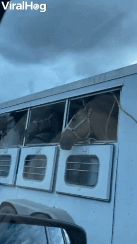 Happy Horses Lips Flapping In The Breeze GIF by ViralHog