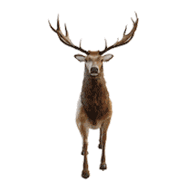 Deer Sticker