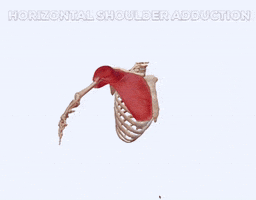 Shoulder Workout Get Fit Fast GIF