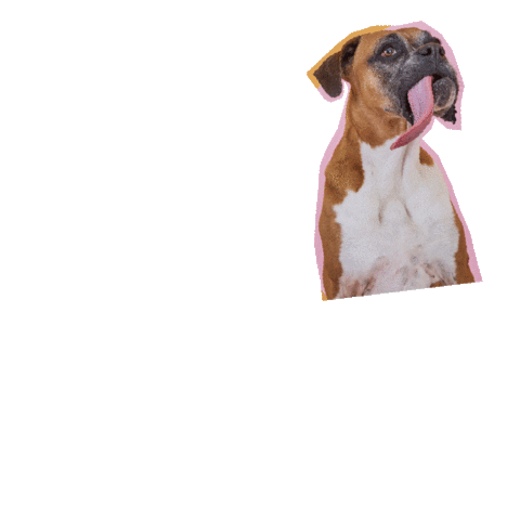 pet na tigela Sticker