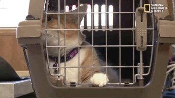 season 8 DRPOL GIF by Nat Geo Wild