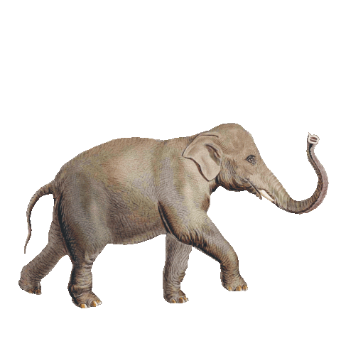 Pimpelmees behang, geboortekaartjes & meer! Sticker