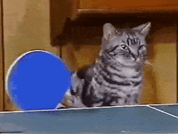 Hoy es el Día Internacional del Gato Publica un GIF de gatos divertido