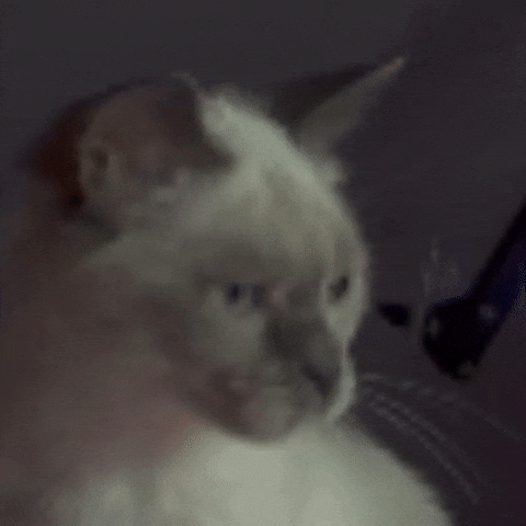 British Cat GIF