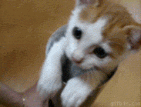 Animated GIF  Find  Share on GIPHY  Funny animal videos Cute cats Cute  animals