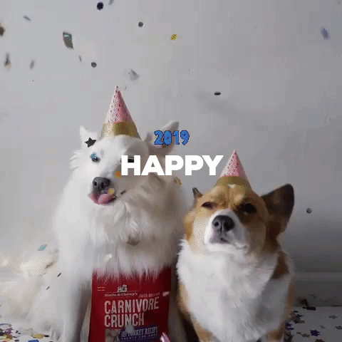 Dog Party GIF
