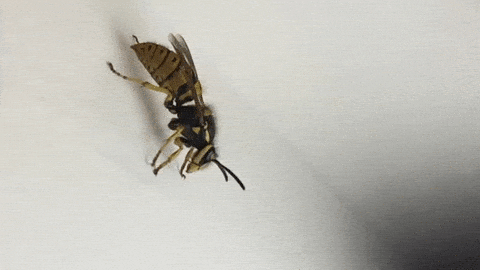 Кусали осы или пчёлы