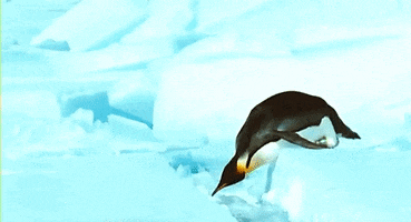 penguin crossing GIF