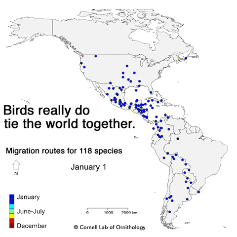 bird migration GIF