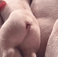 Pig Tail GIF by Still Not A Hippie