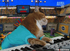 cat GIF by SB Nation