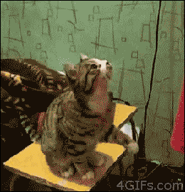 cat attention GIF