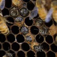 Honey Bee Bees GIF