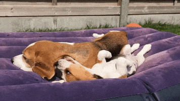 american-kennel-club  GIF