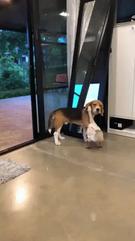 Video gif. A beagle holds one paw around the neck of a white duck as the duck rests its head on the dog. The duck turns and walks away and the beagle follows. 