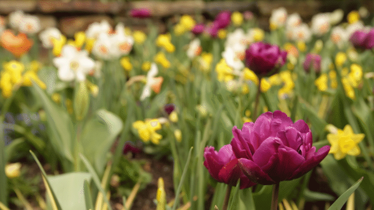 Spring Tulip GIF by Duke University - Find & Share on GIPHY