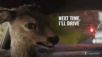 LegalShield scared driving deer roadtrip GIF