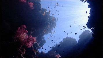 Ocean Fish GIF