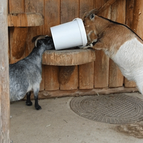 Hungry Goat GIF by Natur- und Tierpark Goldau