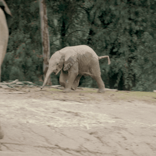 Happy Baby Animals GIF by San Diego Zoo