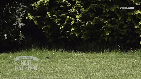 pounce surprise attack GIF by MOST EXPENSIVEST