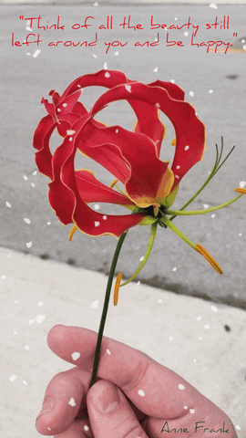 Anne-frank GIFs - Get the best GIF on GIPHY