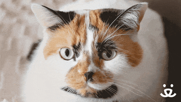 Best Friends Reaction GIF by Best Friends Animal Society