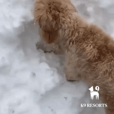 Party Love GIF by K9Resorts