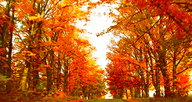 Autumn Leaves Fall GIF