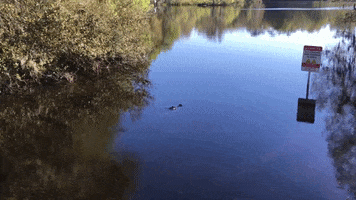see you later swimming GIF by University of Florida