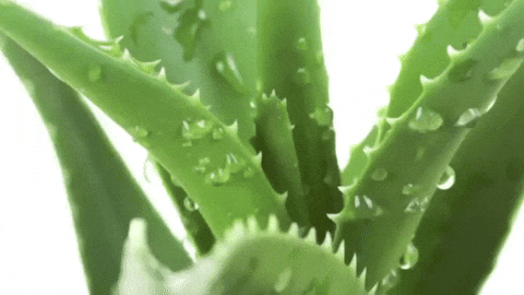 Cool Fresh Aloe Cooling Aloe Sticker - Cool Fresh Aloe Fresh Aloe Cooling  Aloe - Discover & Share GIFs