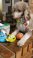 Dog Toys GIF by Geekster Pets