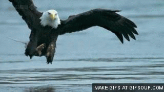eagle