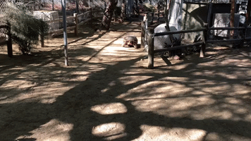 Turtle Tortoise GIF