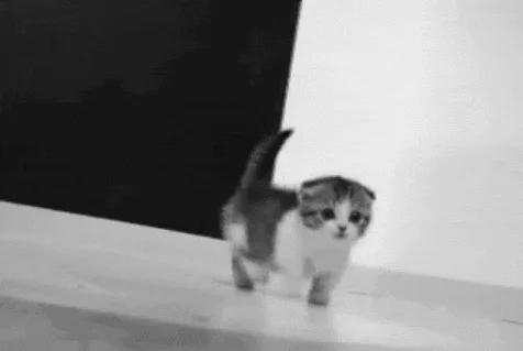 black and white kitten GIF