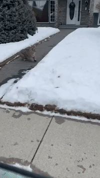'Run, Bunny, Run': Bobcat Chases Rabbit in Snowy Calgary Neighborhood